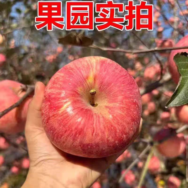 正宗陕西洛川苹果新鲜水果当季红富士冰糖心特级包甜整箱包邮大果,淘宝优惠券,粉丝福利购,淘宝优惠卷