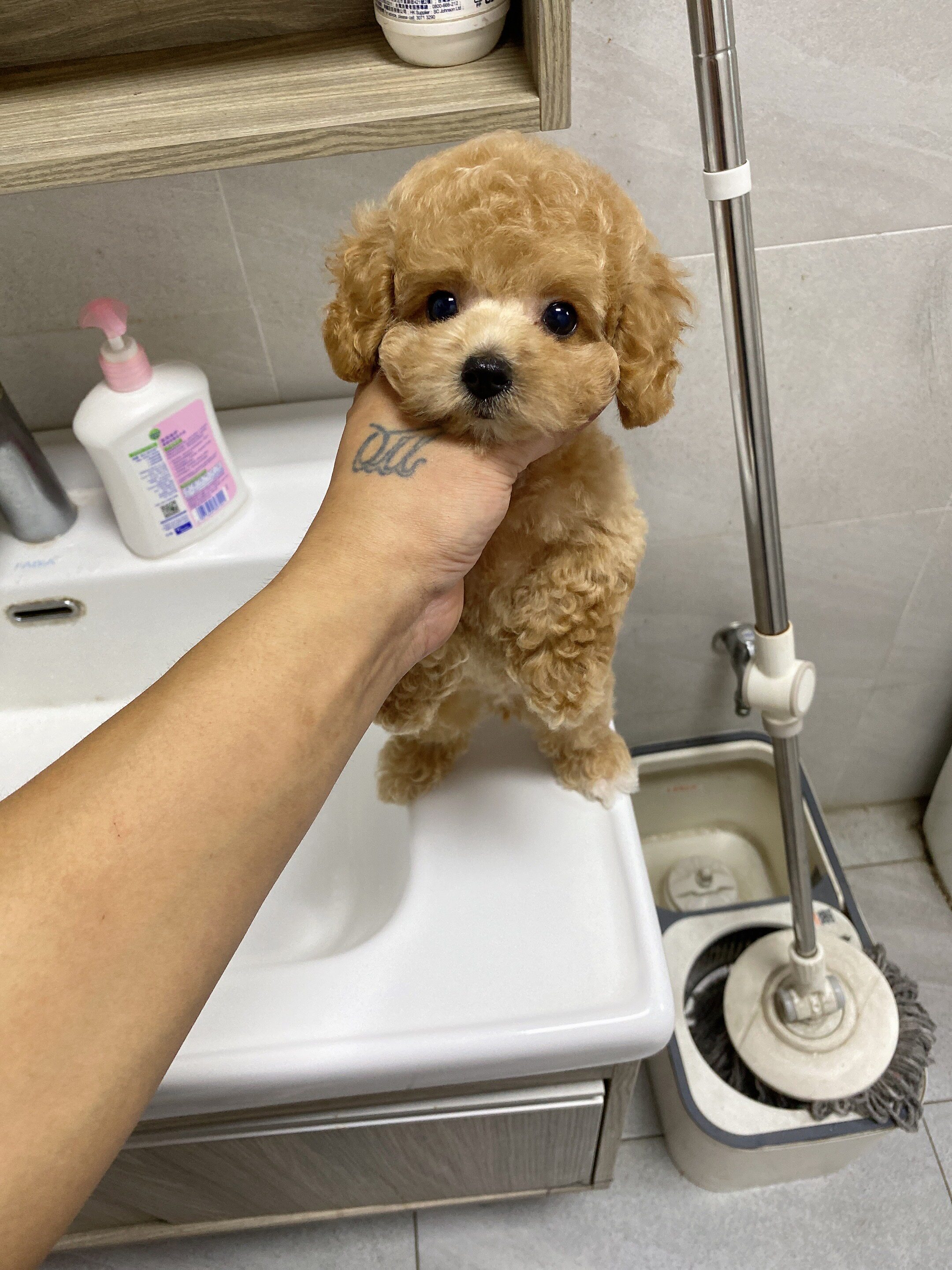 纯种泰迪犬幼犬活体香槟色灰色泰迪茶杯犬比熊幼犬小狗宠物狗活物