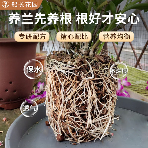 石斛兰专用土青苔松鳞树皮毛毛虫水苔柱混合植料文心兰蝴蝶兰花土 - 图0