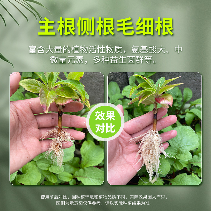 生根粉植物通用型生根剂强根壮苗果树移栽种花种菜扦插专用营养液,淘宝优惠券,粉丝福利购,淘宝优惠卷