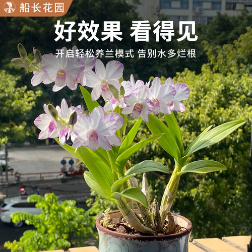 石斛兰专用土青苔松鳞树皮毛毛虫水苔柱混合植料文心兰蝴蝶兰花土 - 图3