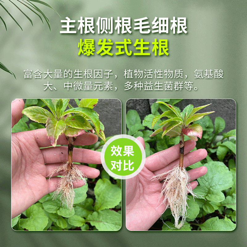 生根粉植物通用强力生根剂快速壮苗果树移栽扦插专用营养液水溶肥 - 图0