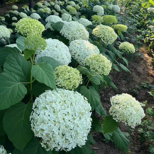 木本绣球无敌贝拉安娜3-4年地栽老桩耐寒耐晒花卉庭院植物绣球花 - 图0