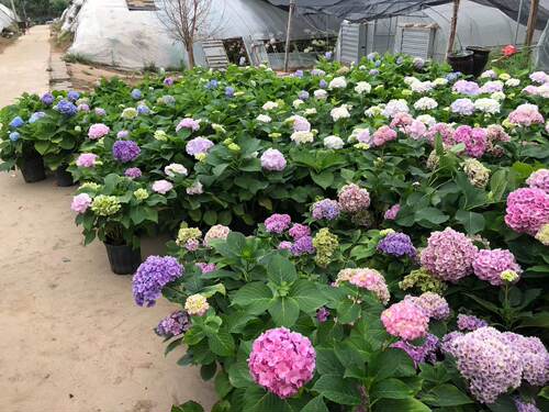 花卉绿植盆栽两加仑大花绣球无尽夏紫水晶新娘灵感妖吻公主佳澄 - 图3