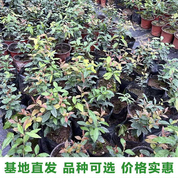 金弹子老鸦柿盆景嫁接品种苗老桩造型盆景血红中国红果葫芦花生果,淘宝优惠券,粉丝福利购,淘宝优惠卷