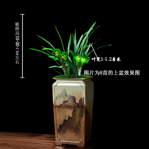 春兰铭品矮种细叶绿云皇后 浓香型兰花苗室内客厅绿植盆栽花卉 - 图2