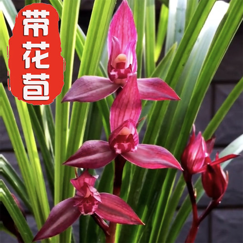 春剑铭品【带花苞】东方红兰花苗浓香型室内办公室绿植盆栽花卉 - 图0