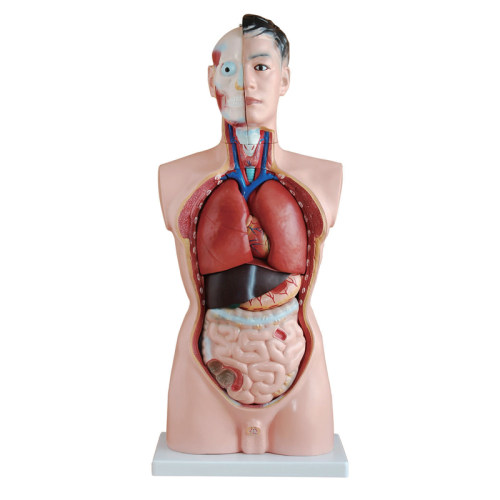 躯干模型人体内脏胸腹部器官解剖男性女性心肝脾肺肾五脏六腑结构 - 图3
