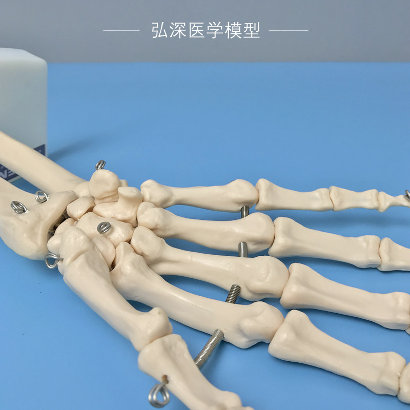 人体手骨模型手腕关节手部解剖手掌骨骼结构韧带活动医学教学模具_虎窝淘
