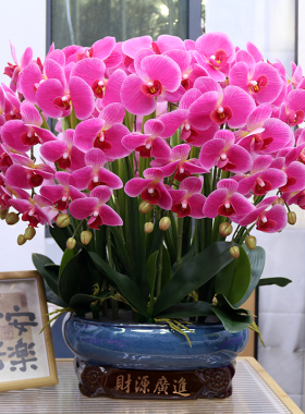 特大号仿真花保湿手感PU蝴蝶兰客厅装饰花电视柜玄关假花公司摆设