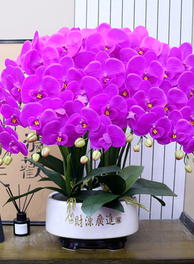 仿真花大盆保湿手感蝴蝶兰盆景家居客厅茶几装饰花电视柜玄关假花