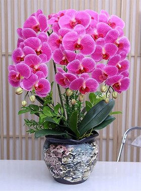 仿真花高档保湿手感蝴蝶兰客厅电视柜装饰餐桌茶几假花公司前台花