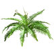 Simulated rich fern mimosa bunch of small fern plants
