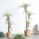Simulated agave, Dutch iron potted plants, fake green plants for landscaping