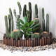 Nordic measuring cactus simulation cactus landscaping