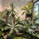 Simulated staghorn leaves tropical sand plant leaves landscaping