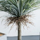 Simulated orchid tree green plant potted plant artificial tree ornaments