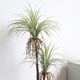 Simulated yucca tree potted green plants landscaping tropical plants