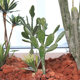 Internet celebrity simulated Leon cactus green plant potted ornaments