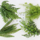 Simulated ferns, fake plants, fake grass, green plants, landscaping decoration