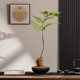 New Chinese style simulated asparagus bamboo tray landscape decoration