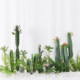 Simulated cactus, cactus, simulated fake green plants for landscaping