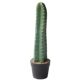 Simulated cactus tropical desert green plant landscaping