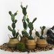 Simulated cactus green plants potted sand plants landscaping