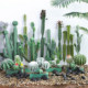 Simulated cactus, cactus, simulated fake green plants for landscaping