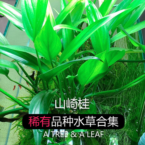 稀有品种水草 水下叶  线叶古精 矮种黑木蕨 叉叶铁山崎桂ADA睡莲 - 图3