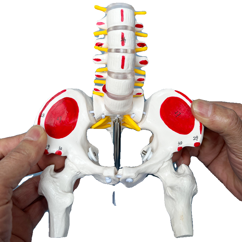 人体骨骼模型 腰椎脊椎骨盆模型关节医用活动骨骼 小盆骨骨架教具 - 图3