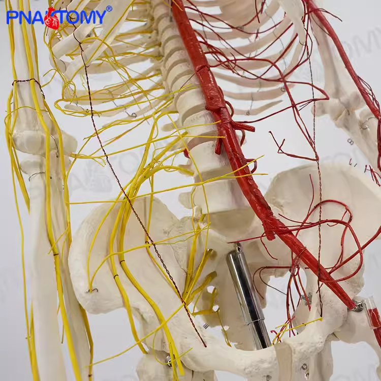人体170CM骨骼神经血管骨架标本骨骼模型医用 - 图1