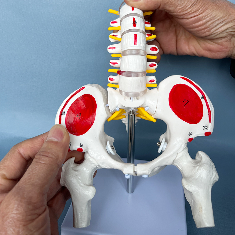 人体骨骼模型 腰椎脊椎骨盆模型关节医用活动骨骼 小盆骨骨架教具 - 图2