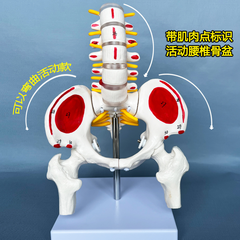 人体骨骼模型 腰椎脊椎骨盆模型关节医用活动骨骼 小盆骨骨架教具 - 图0