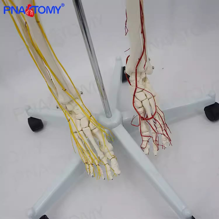 人体170CM骨骼神经血管骨架标本骨骼模型医用 - 图2