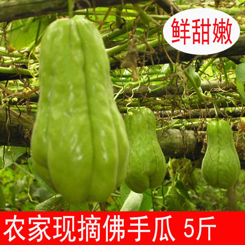 佛手瓜种子 新人首单立减十元 21年9月 淘宝海外 佛手瓜种子 新人首单立减十元 21年9月 淘宝海外