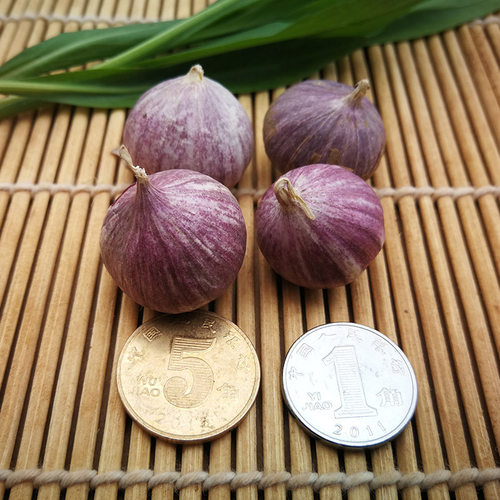 云南紫皮独头蒜红蒜珍珠蒜小蒜独蒜土蒜香蒜紫蒜湿蒜厨房佐料5斤 - 图2