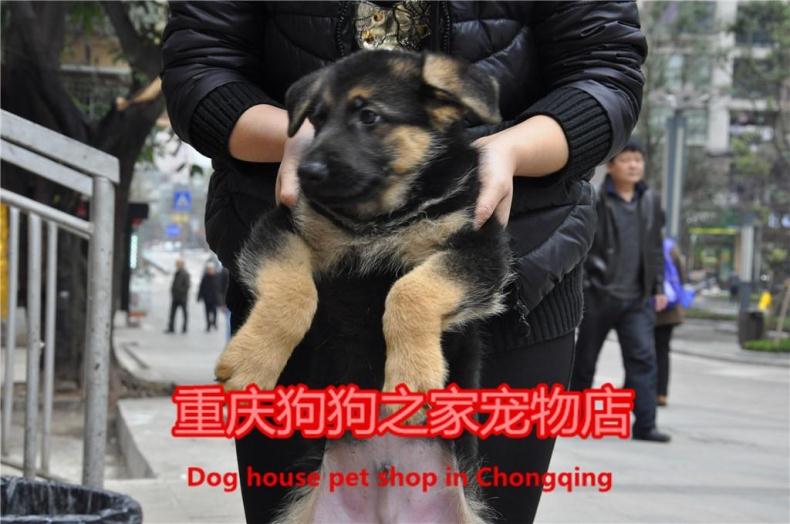 重庆狗狗之家警犬繁殖基地纯种德国牧羊犬CKU血统认证黑背弓背 - 图0