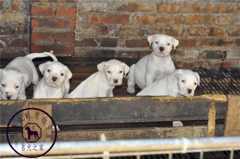 重庆猎犬繁殖基地纯种阿根廷杜高犬卡斯罗川东猎犬看家护院打猎狗 - 图0