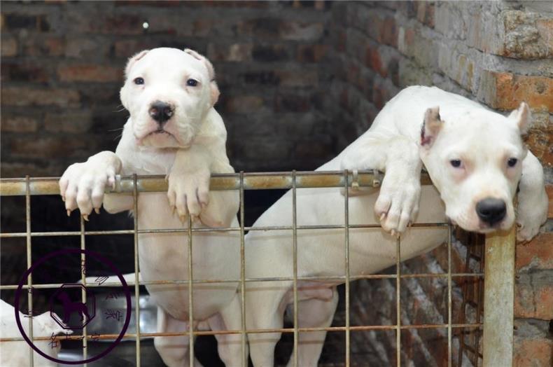 重庆猎犬繁殖基地纯种阿根廷杜高犬卡斯罗川东猎犬看家护院打猎狗 - 图0