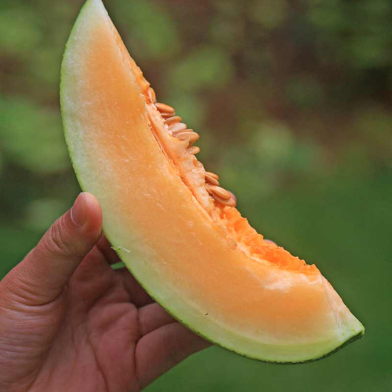 六井旗舰店新疆哈密瓜新鲜一箱孕妇水果包邮9斤当季整箱网纹瓜香甜蜜瓜应季3