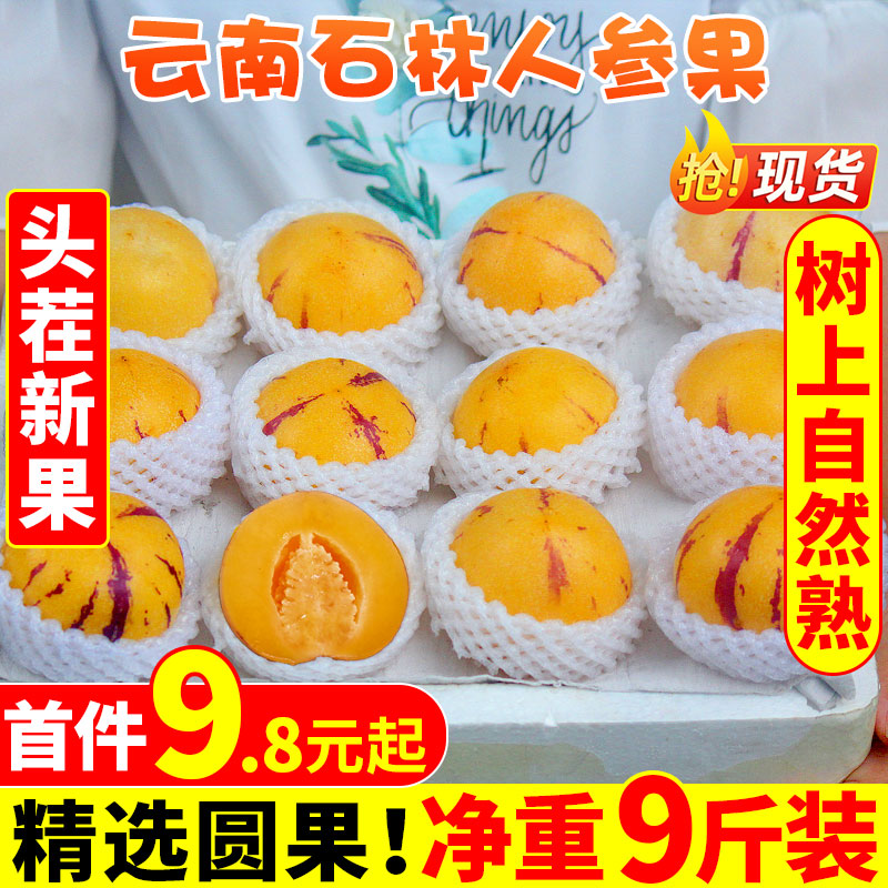 六井旗舰店云南石林人参果5斤 圆果水果新鲜大果包邮人叁果人生果当季整箱100