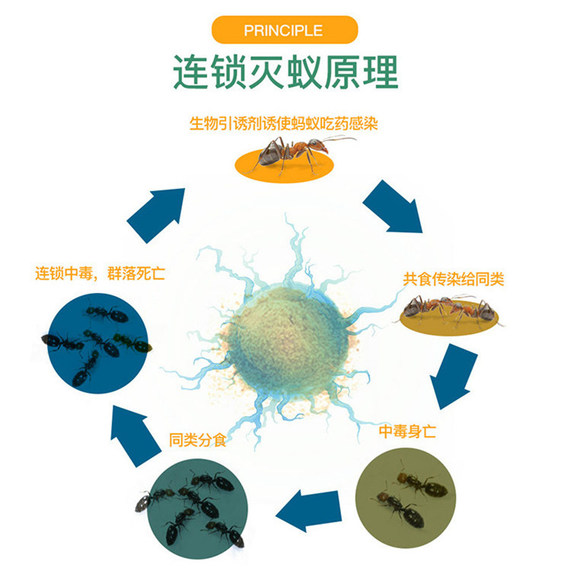 蚂蚁药家用室内灭杀蚁饵剂一窝端厨房除红白黄非无毒室外花卉通用