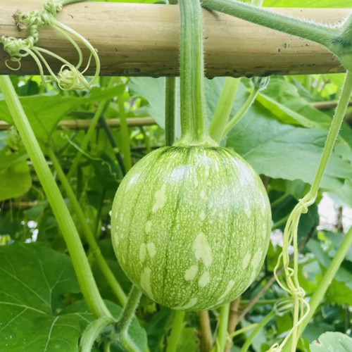 贵州小南瓜农家当季露天新鲜蔬菜小瓜崽瓜娃子绿皮嫩瓜吊瓜圆瓜 - 图2