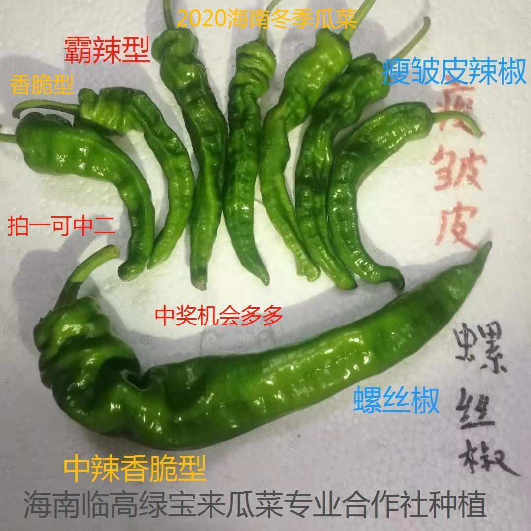 海南省露天种植新鲜蔬菜炒辣子鸡用特辣青椒瘦皱皮小辣椒包邮坏赔 - 图2