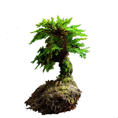 卷柏盆栽盆景菖蒲懒人植物防辐射九死还魂草天然绿色植物包邮 - 图3