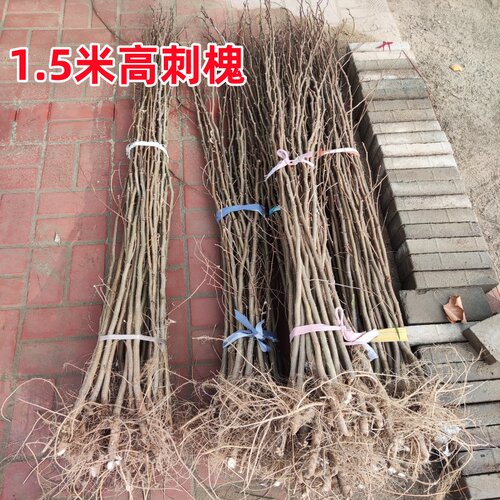 刺槐树苗紫穗槐树苗国槐树苗护坡固土矿山复绿荒山恢复绿化 - 图3