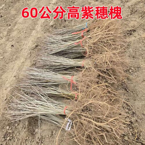 刺槐树苗紫穗槐树苗国槐树苗护坡固土矿山复绿荒山恢复绿化 - 图1