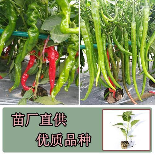 农家辣椒种子苗朝天椒线椒青杭椒辣椒种籽蔬菜种子孑秧苗盆栽四季 - 图1
