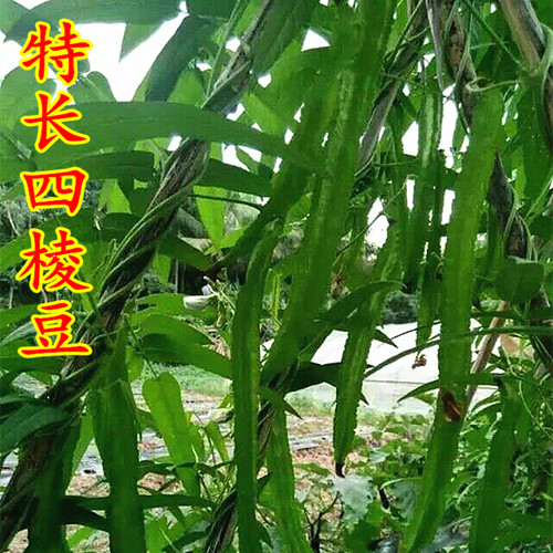 特长四棱豆种子豆角四角豆皇帝香龙豆豆种籽阳台农家田园四季蔬菜 - 图0